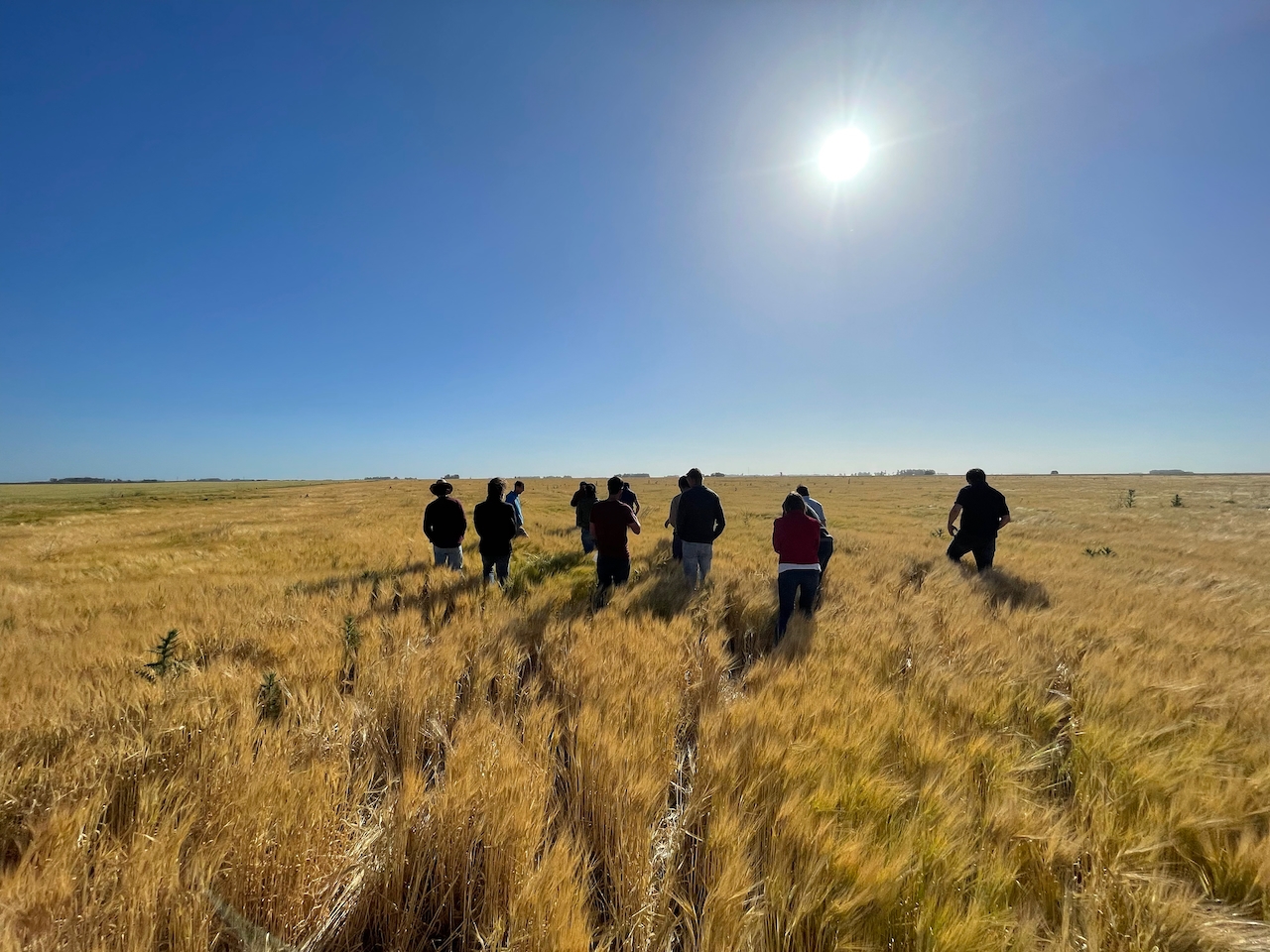 Low-carbon regenerative malting barley in Buenos Aires province